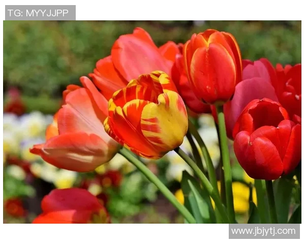 JDG在DOTA2比赛中的控制策略分析与成败得失探讨